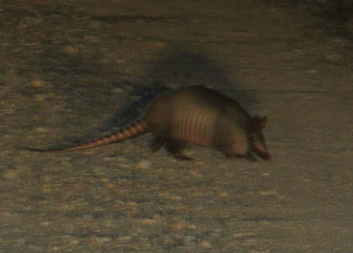 Armadillo